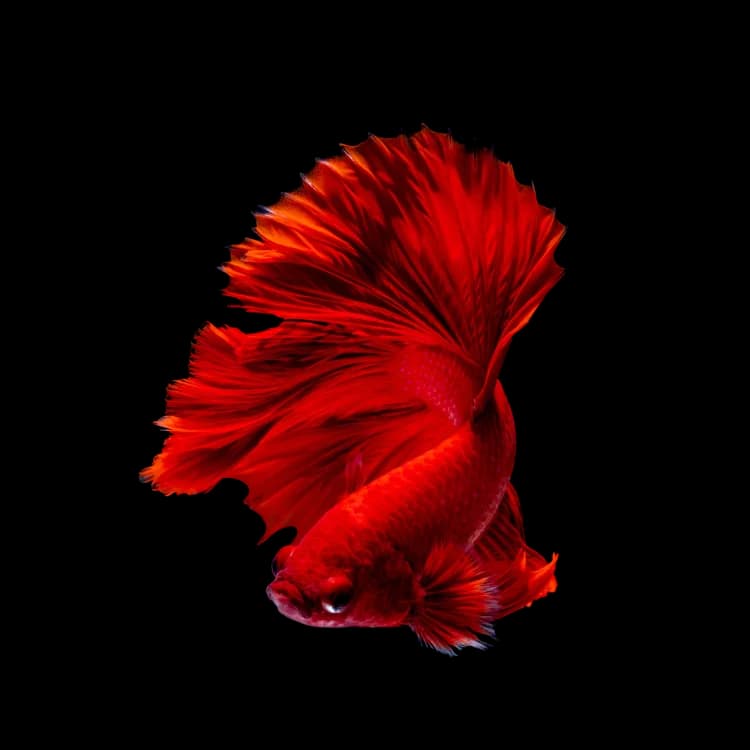 Red halfmoon betta fish with full fanned fins, one of the betta varieties SiamTranship transships from Thai breeders
