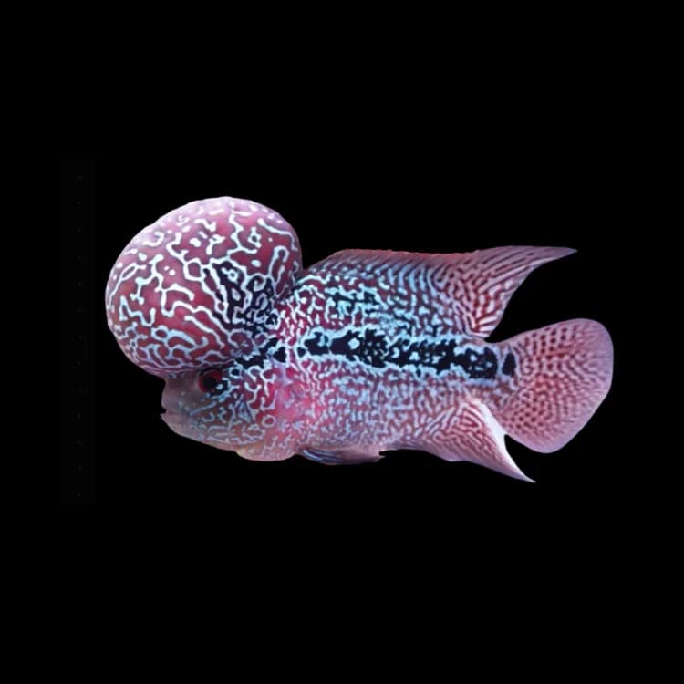 Flowerhorn cichlid with a pronounced head hump and pearled pattern, requiring custom box and oxygen preparation