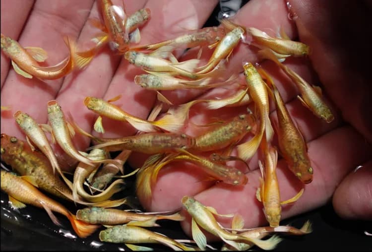 A handful of young guppy fish fry from a Thai breeder, ready for pairs and trios shipments