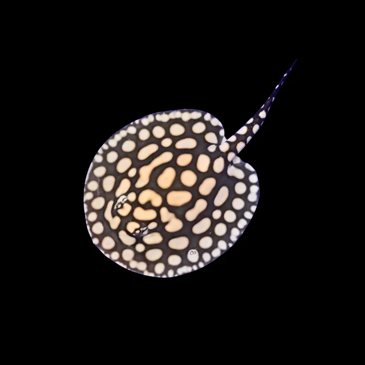 A freshwater stingray, an example of other freshwater ornamental fish accepted by request