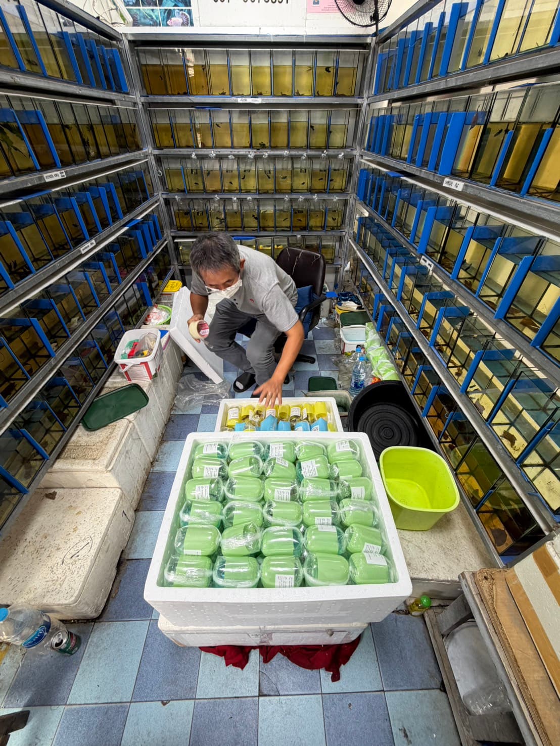 SiamTranship's Bangkok facility bagging and boxing live freshwater fish shipments bound for the USA