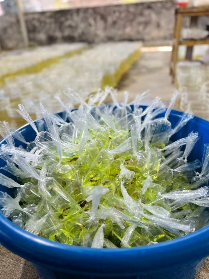 Hundreds of individually bagged betta fish in a blue tub at a farm in Bangkok, with rows of further bags laid out behind