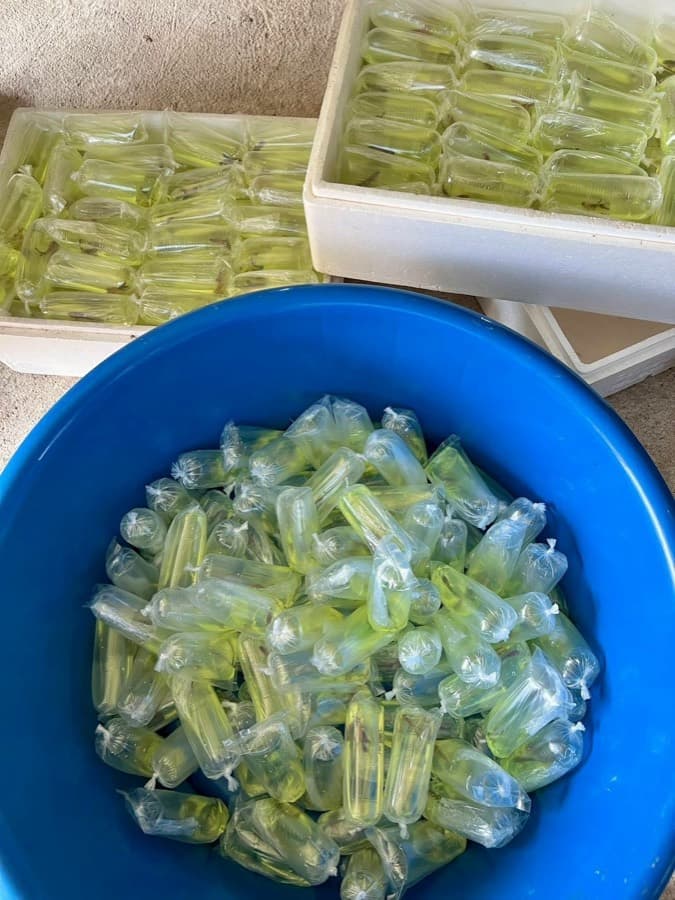 Bagged betta fish laid out in rows across foam shipping trays beside a tub of further bags, being counted before packing